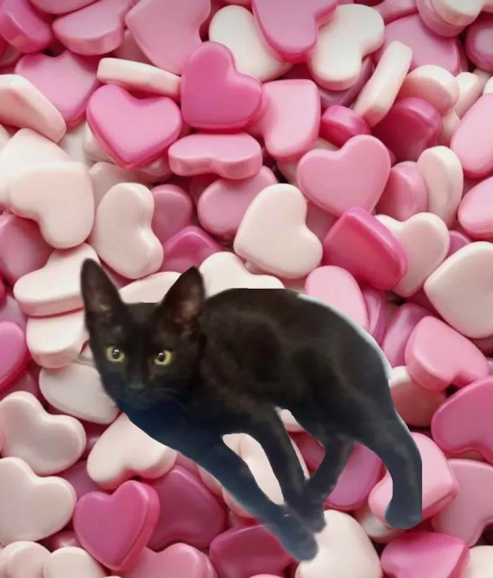 Gato ra a SRD-ViraLata idade 2 a 6 meses nome Chocolat 4meses 