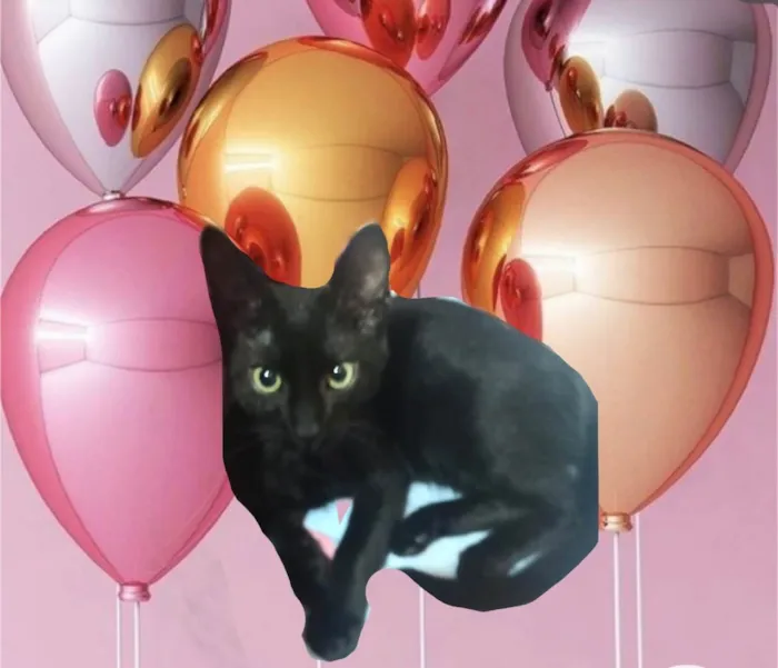Gato ra a SRD-ViraLata idade 2 a 6 meses nome Chocolat 4meses 