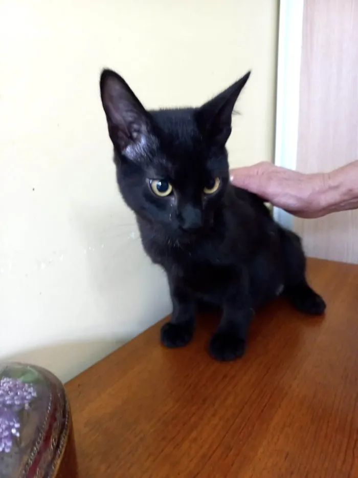 Gato ra a SRD-ViraLata idade 2 a 6 meses nome Chocolat 4meses 