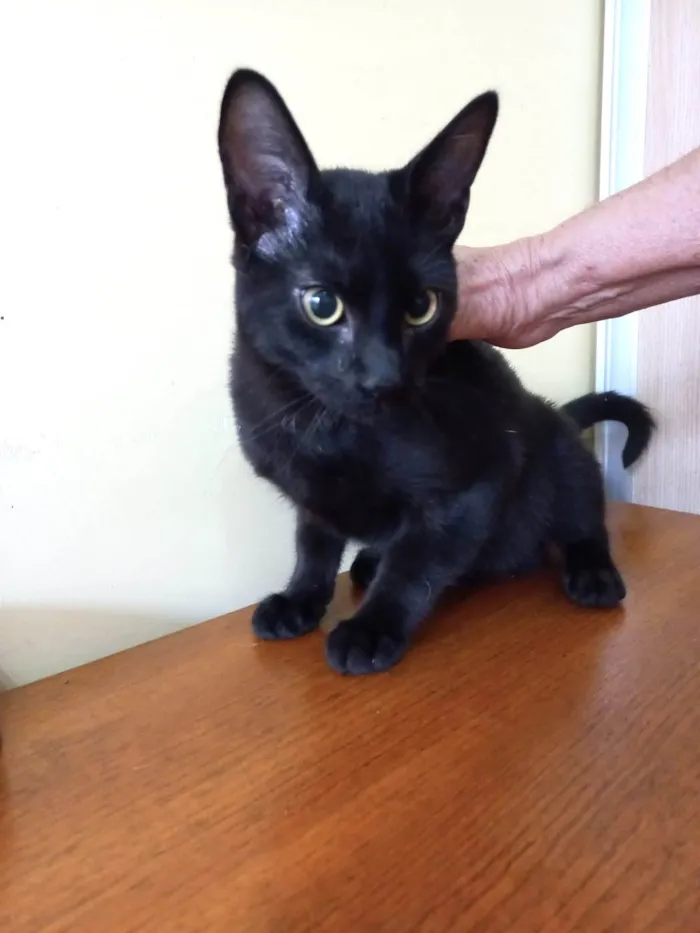 Gato ra a SRD-ViraLata idade 2 a 6 meses nome Chocolat 4meses 