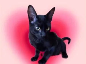 Gato raça SRD-ViraLata idade 2 a 6 meses nome Chocolat 4meses 
