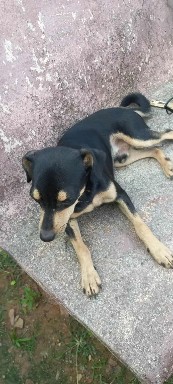 Cachorro ra a Pinscher com vira lata idade 7 a 11 meses nome Neguinho