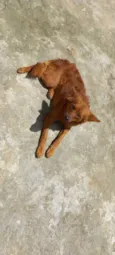 Lito