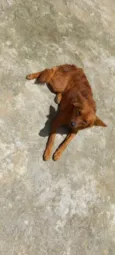 Lito