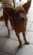 Lito