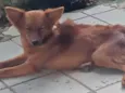 Lito