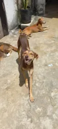 Francisca