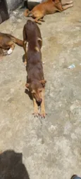 Francisca