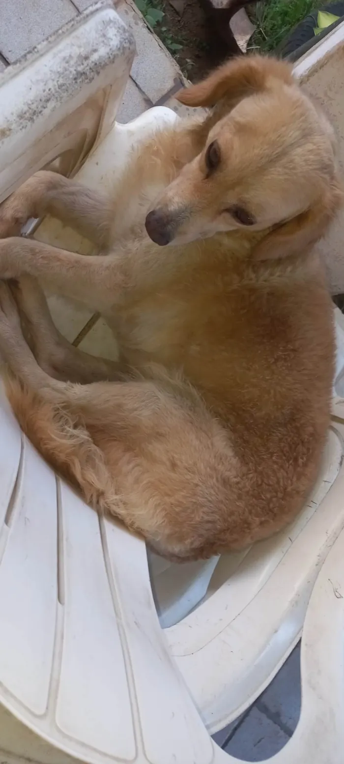 Cachorro ra a Vira lata idade 4 anos nome Perola