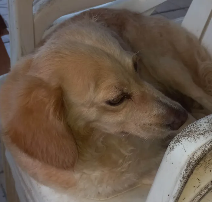 Cachorro ra a Vira lata idade 4 anos nome Perola