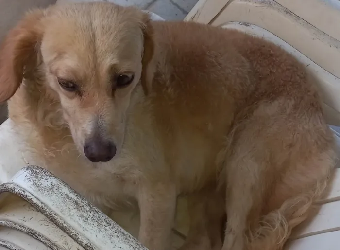 Cachorro ra a Vira lata idade 4 anos nome Perola