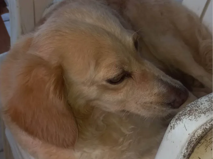 Cachorro ra a Vira lata idade 4 anos nome Perola