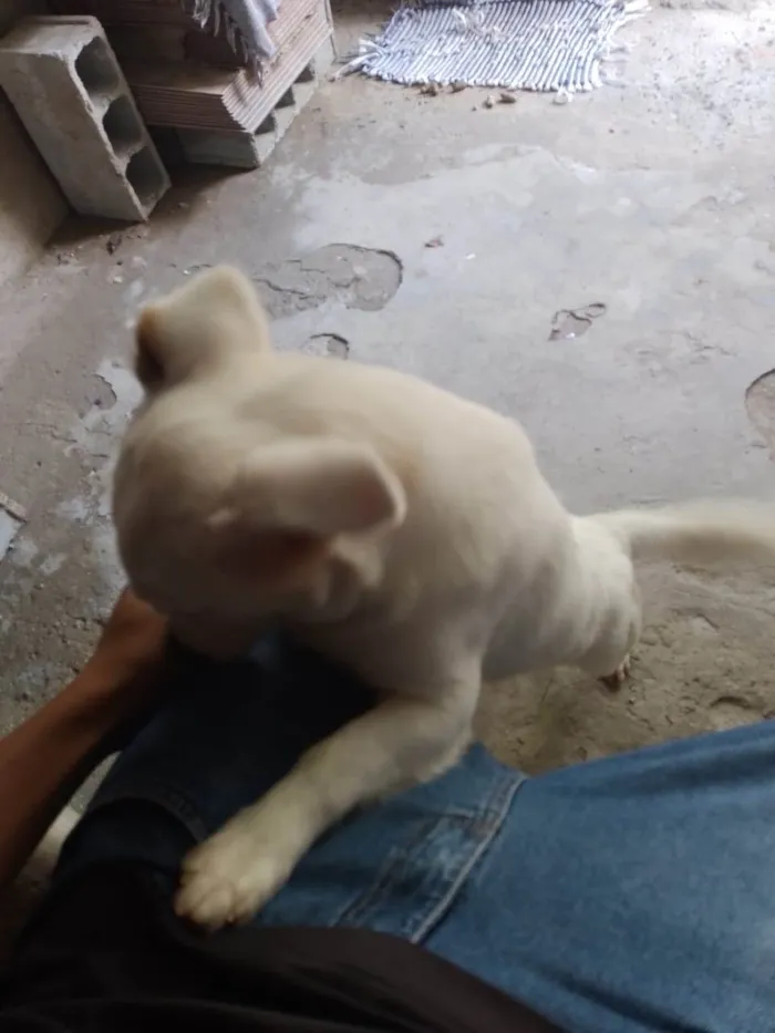 Cachorro ra a SRD-ViraLata idade 1 ano nome Sid