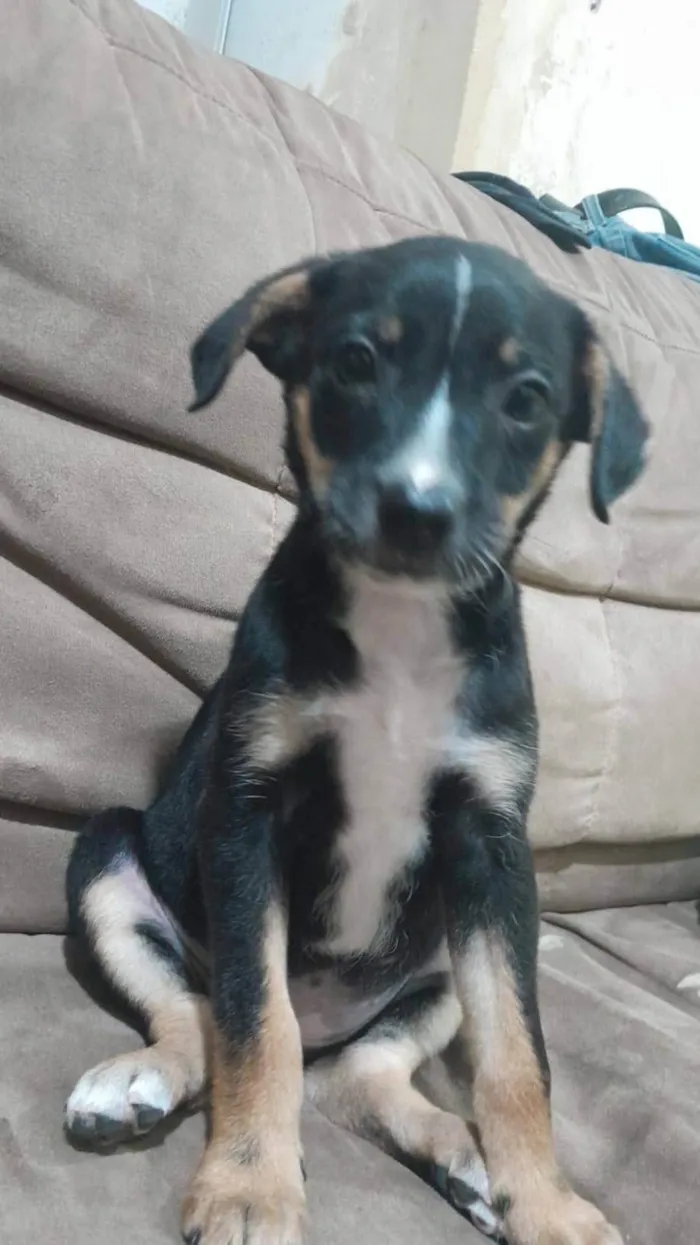 Cachorro ra a SRD-ViraLata idade 2 a 6 meses nome Lindinhos