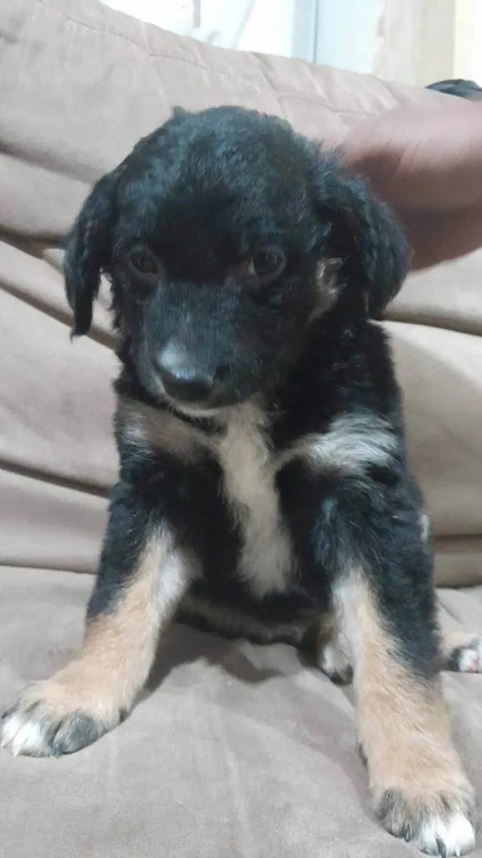 Cachorro ra a SRD-ViraLata idade 2 a 6 meses nome Lindinhos