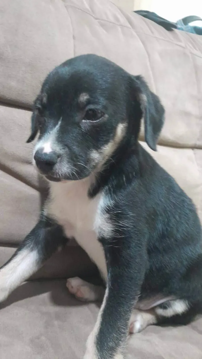 Cachorro ra a SRD-ViraLata idade 2 a 6 meses nome Lindinhos