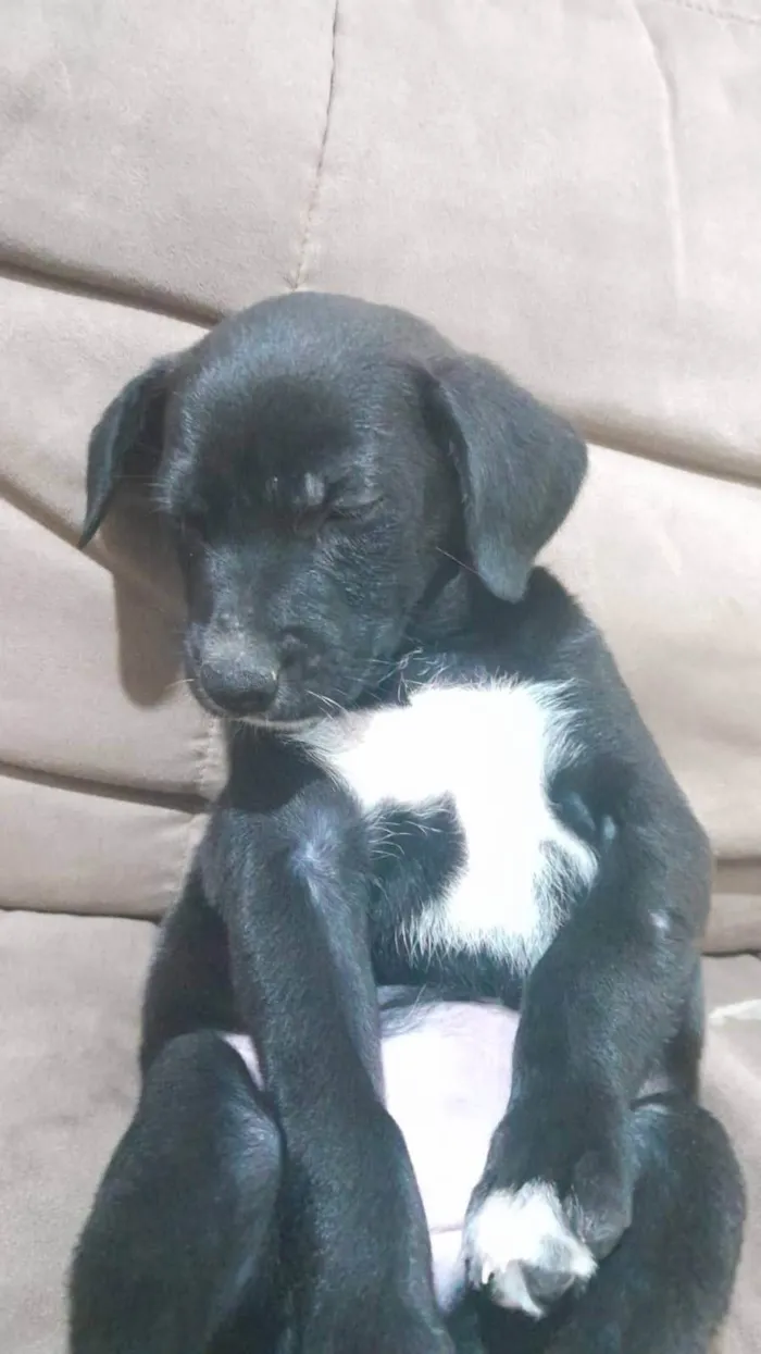 Cachorro ra a SRD-ViraLata idade 2 a 6 meses nome Lindinhos