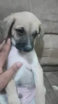 Lindinhos