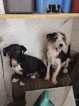 Cacau e Tuane 