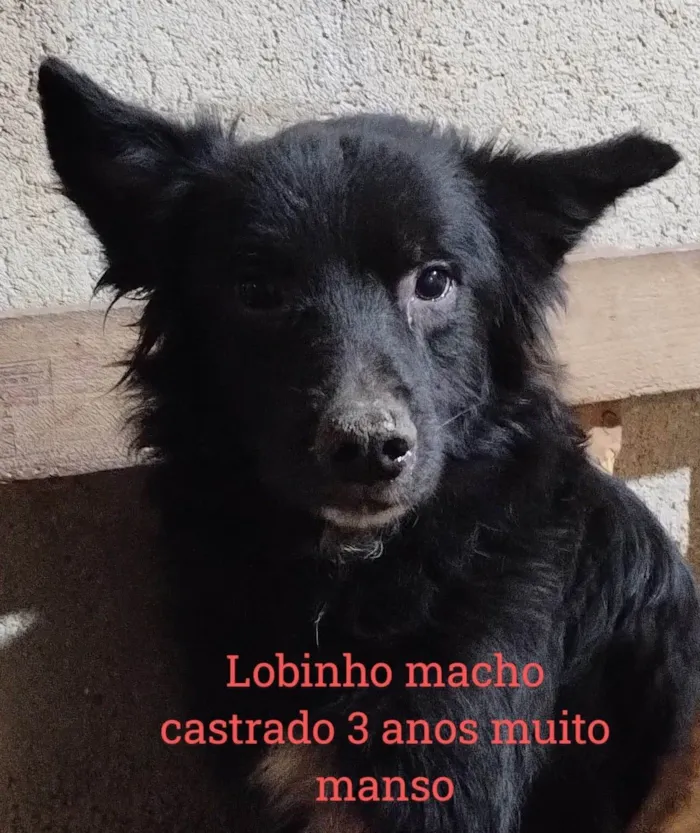 Cachorro ra a SRD-ViraLata idade 3 anos nome Lobinho 