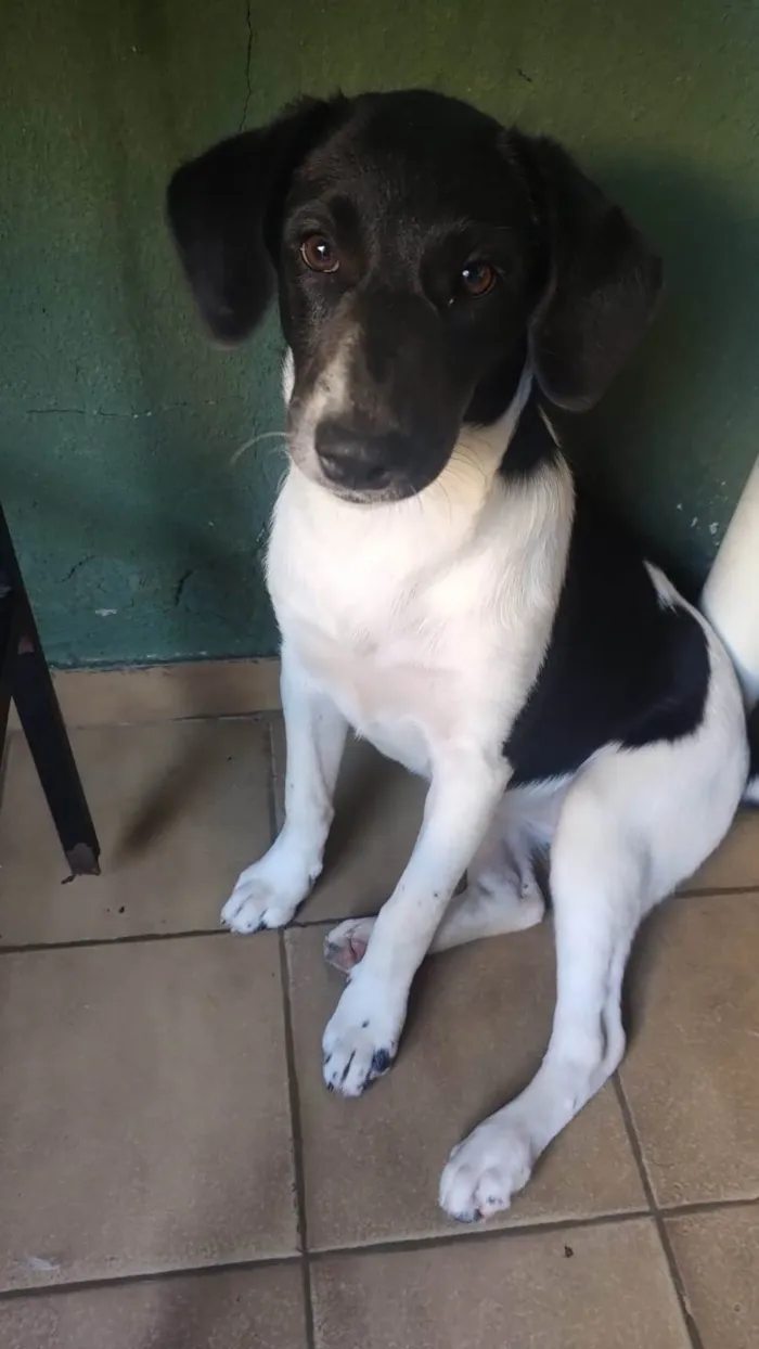 Cachorro ra a SRD-ViraLata idade 7 a 11 meses nome Malhada