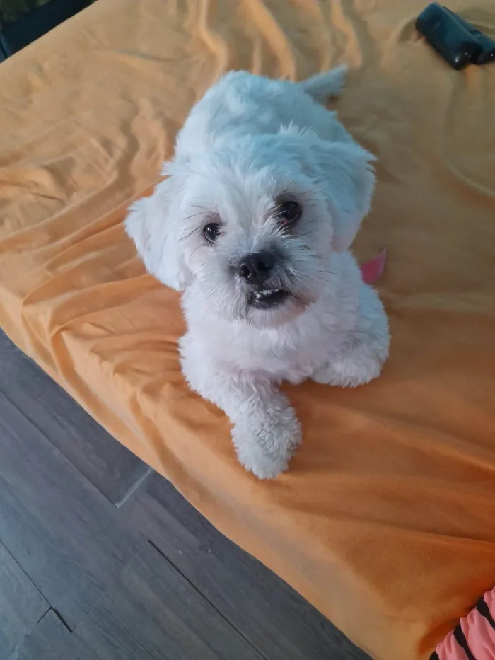 Cachorro ra a Shitzu idade 2 anos nome Manu