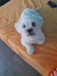Manu