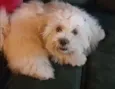Manu