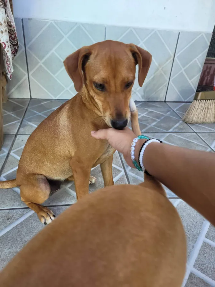 Cachorro ra a SRD-ViraLata idade 2 a 6 meses nome Não informado