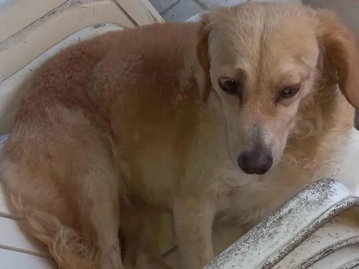 Cachorro ra a Vira lata idade 4 anos nome Perola