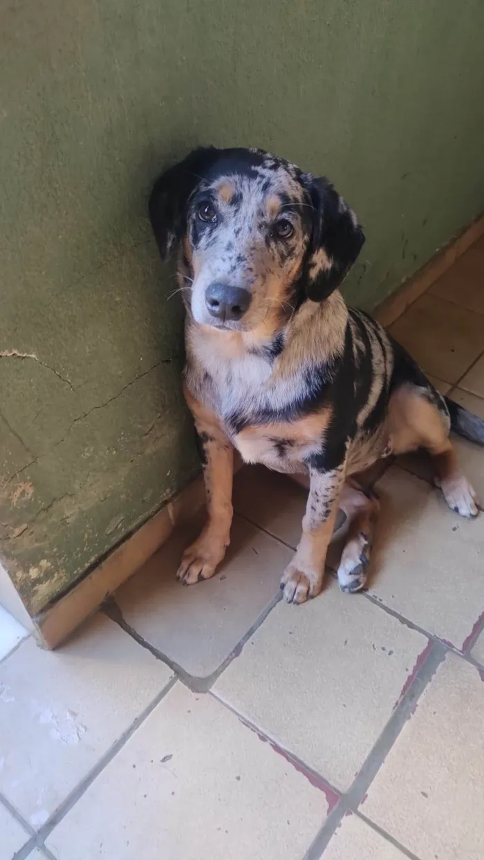 Cachorro ra a SRD-ViraLata idade 7 a 11 meses nome Tigresa