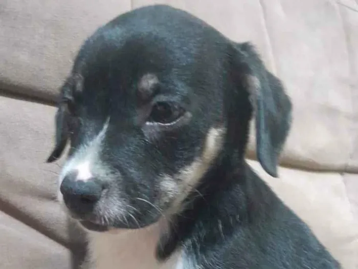 Cachorro ra a SRD-ViraLata idade 2 a 6 meses nome Lindinhos