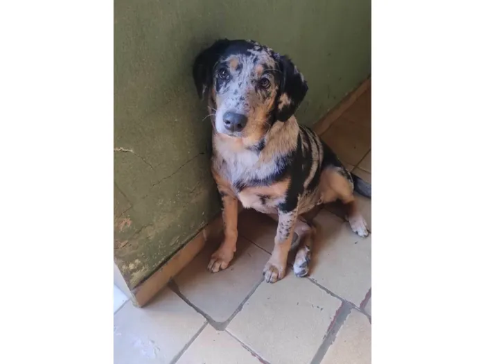 Cachorro ra a SRD-ViraLata idade 7 a 11 meses nome Tigresa