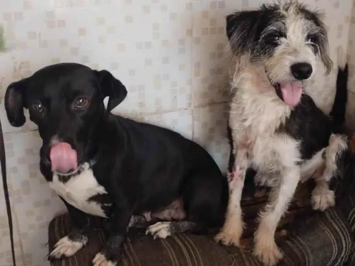 Cachorro ra a SRD-ViraLata idade 1 ano nome Cacau e Tuane 
