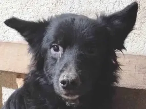 Cachorro raça SRD-ViraLata idade 3 anos nome Lobinho 