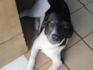 Cachorro raça SRD-ViraLata idade 7 a 11 meses nome Malhada