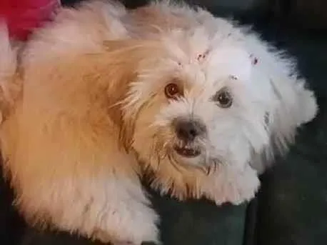 Cachorro ra a Shitzu idade 2 anos nome Manu
