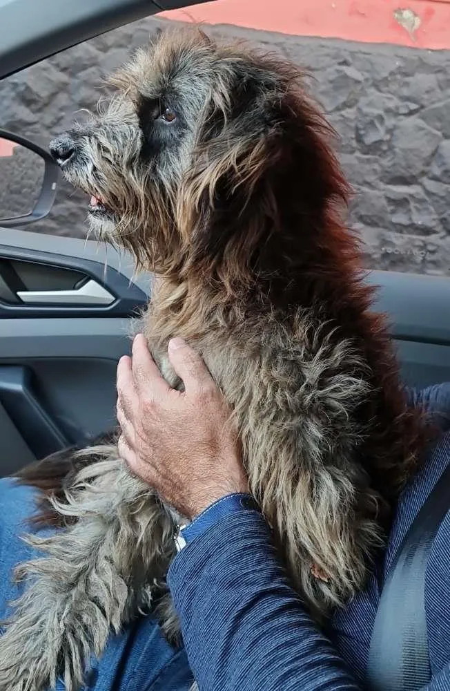 Cachorro ra a Srd idade 4 anos nome Ze