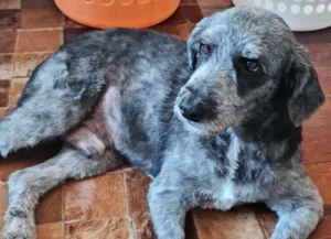 Cachorro raça Srd idade 4 anos nome Ze