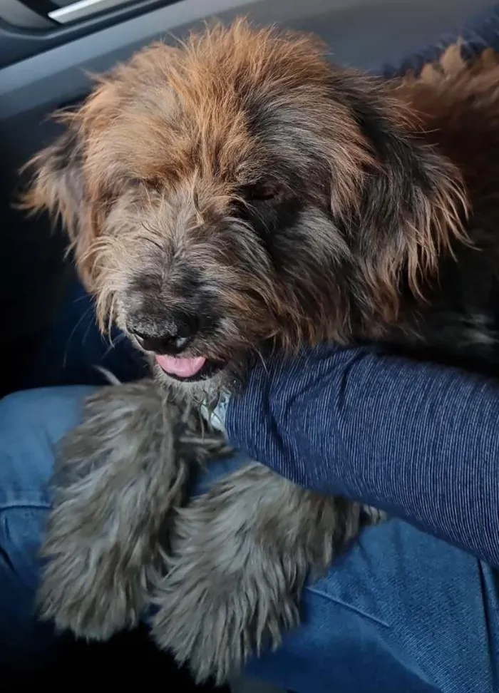 Cachorro ra a Srd idade 4 anos nome Ze