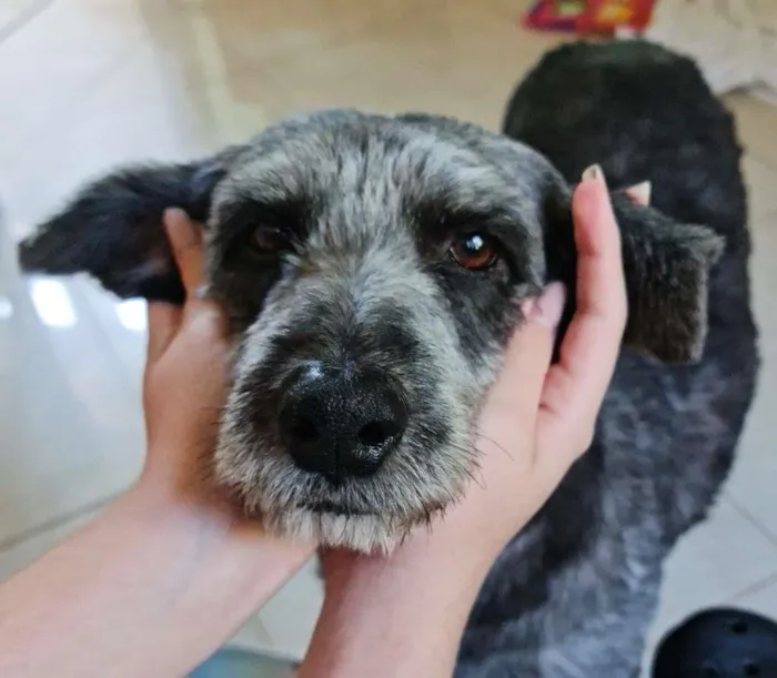 Cachorro ra a Srd idade 4 anos nome Ze