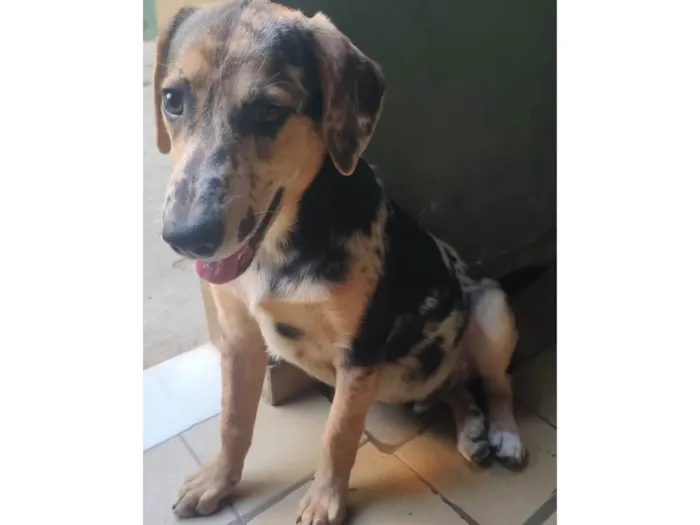 Cachorro ra a SRD-ViraLata idade 7 a 11 meses nome Kevin