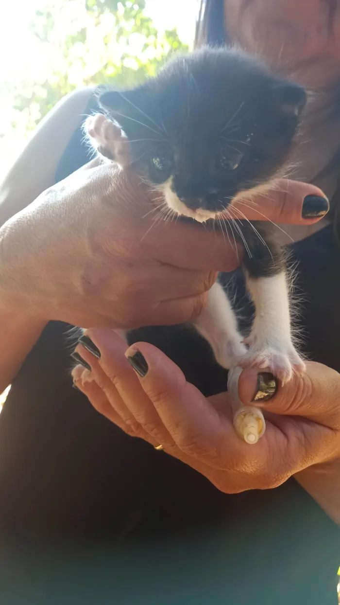 Gato ra a SRD-ViraLata idade Abaixo de 2 meses nome zoe