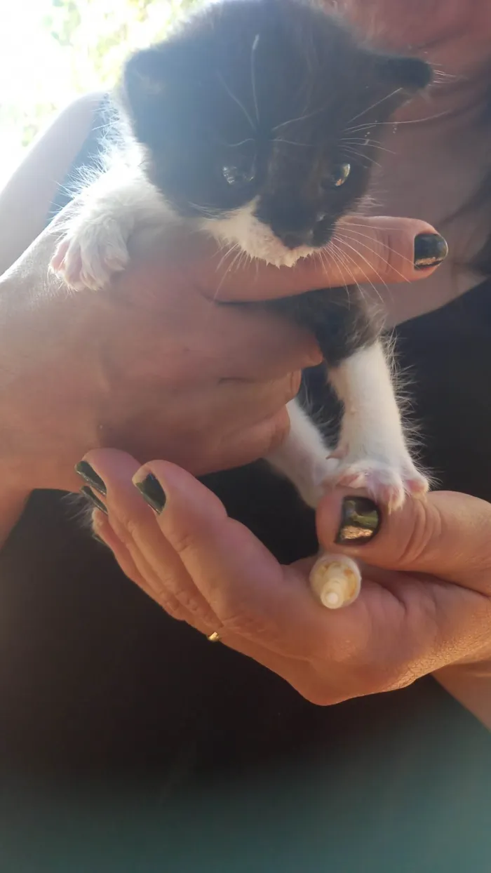 Gato ra a SRD-ViraLata idade Abaixo de 2 meses nome zoe