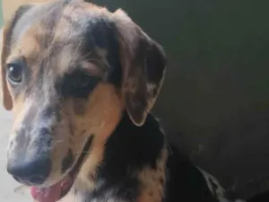 Cachorro raça SRD-ViraLata idade 7 a 11 meses nome Kevin