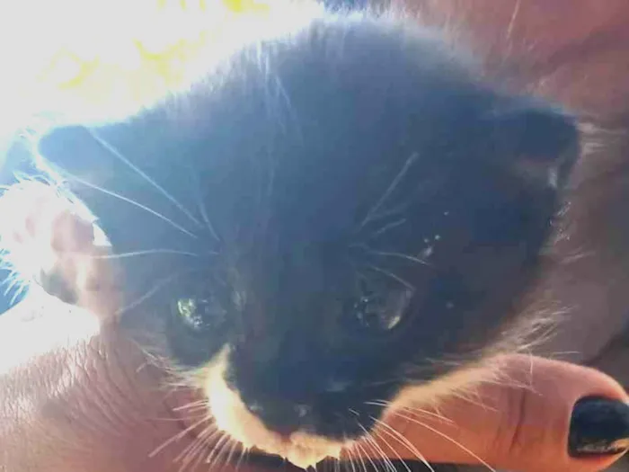 Gato ra a SRD-ViraLata idade Abaixo de 2 meses nome zoe