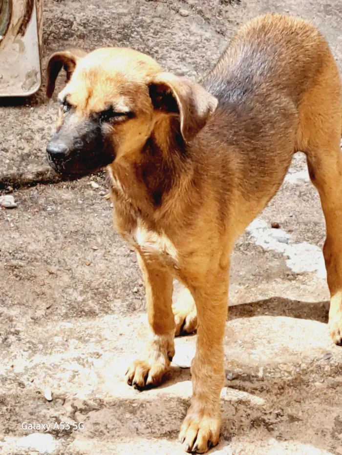 Cachorro ra a SRD-ViraLata idade 2 a 6 meses nome Tuti