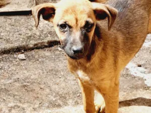 Cachorro raça SRD-ViraLata idade 2 a 6 meses nome Tuti