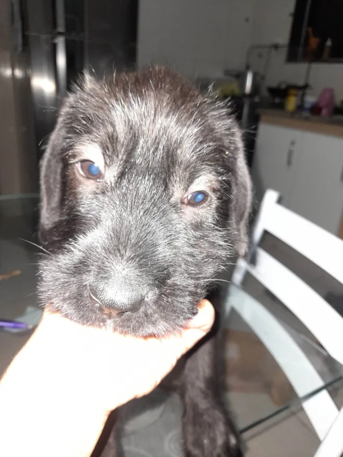Cachorro ra a SRD-ViraLata idade 2 a 6 meses nome Sem nome 