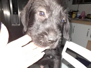 Cachorro raça SRD-ViraLata idade 2 a 6 meses nome Sem nome 